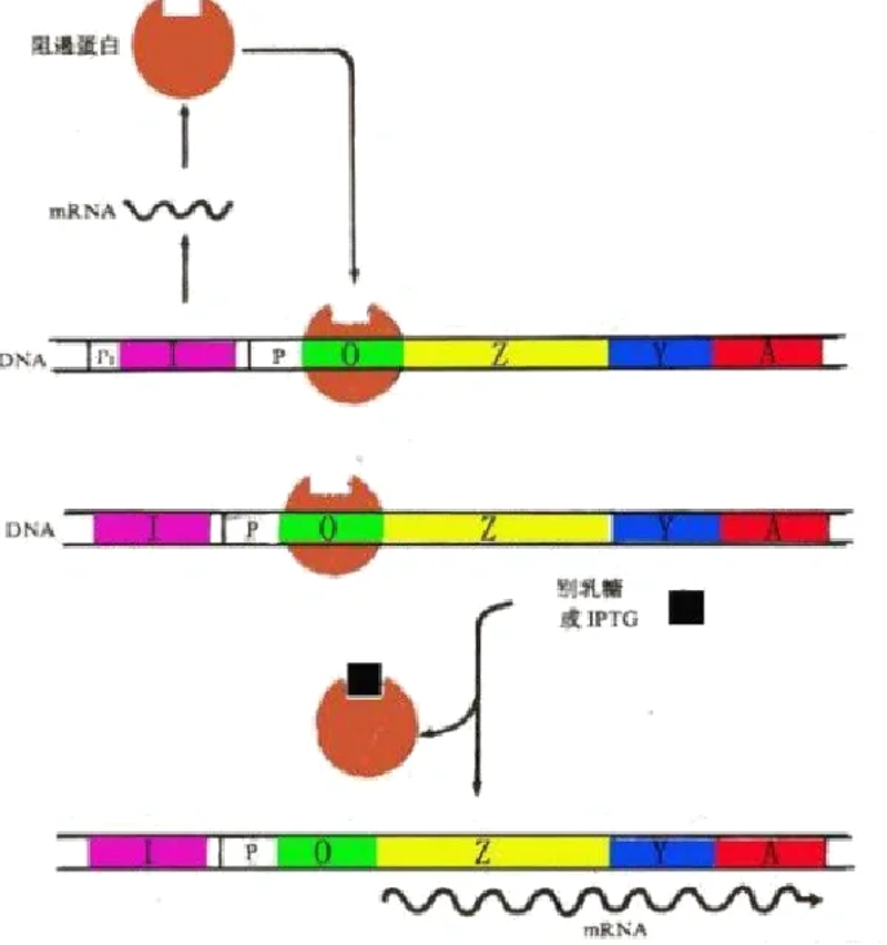 生物技术研发：前沿科技推动生命科学进步